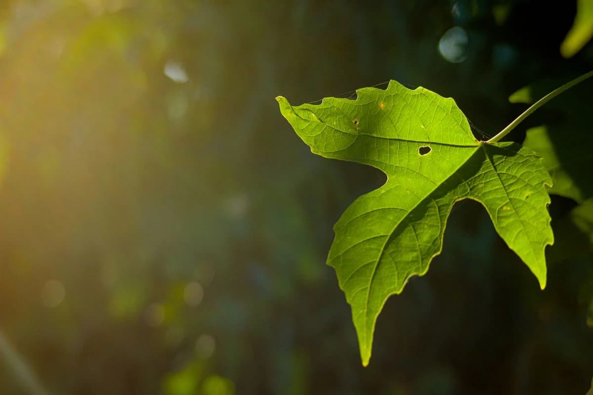 Leaves as a visual planning reference