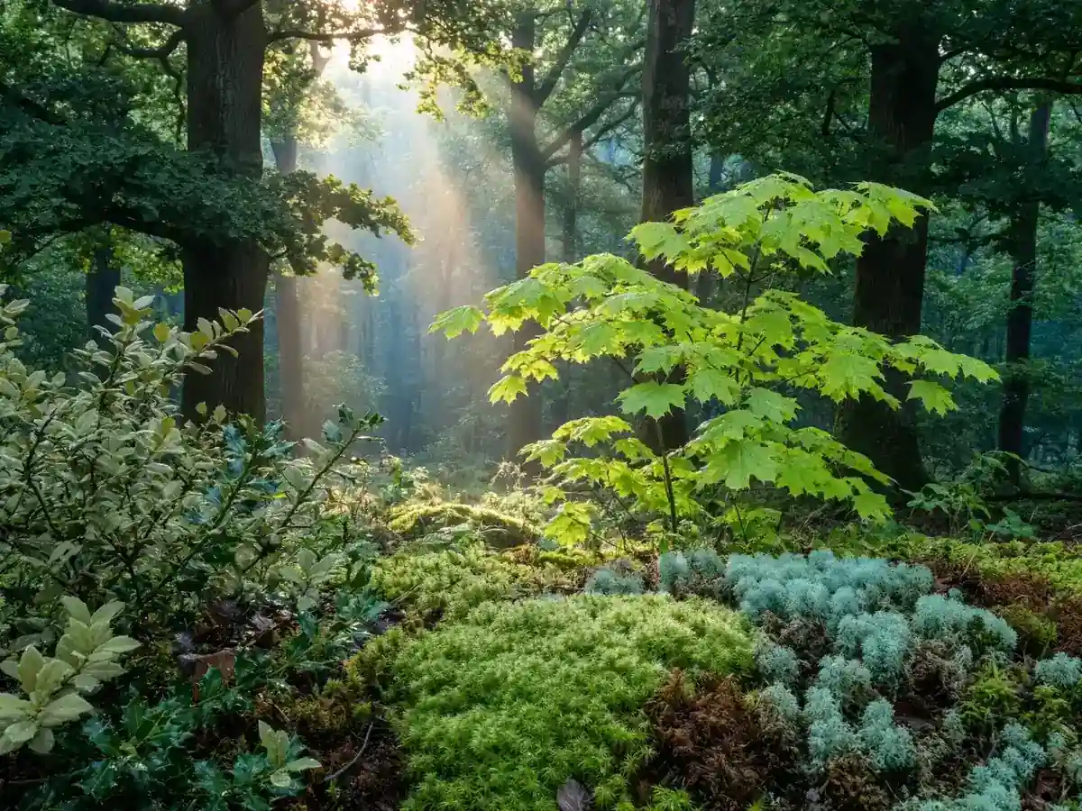 Everygen AI illustrative forest composition with layered foliage and directional sunlight